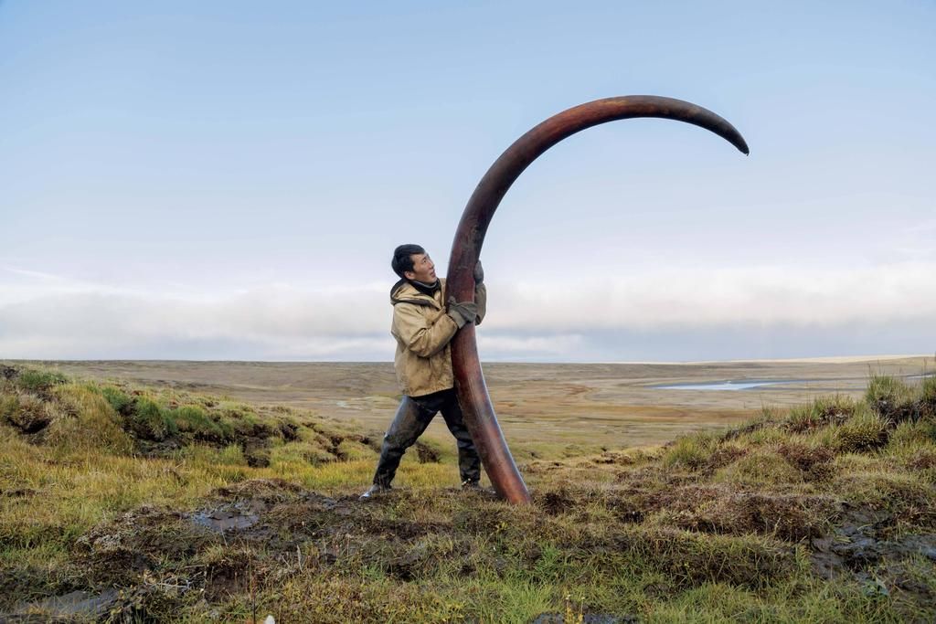 Mammoth-tusk-siberia-picture_zpsr4nfi7y3.jpg