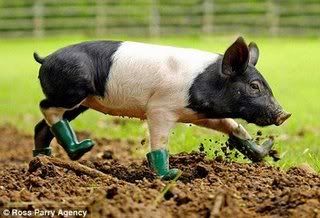 piginboots-1.jpg