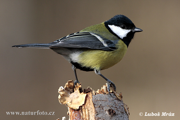 great-tit-08A008.jpg