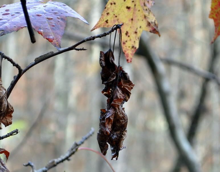 DSC_5583.jpg