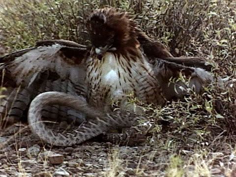 rattlehawk.jpg