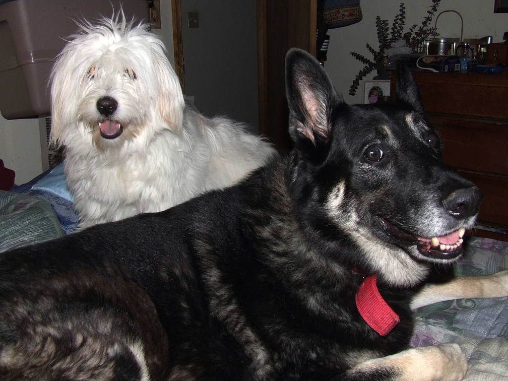doggieduo.jpg