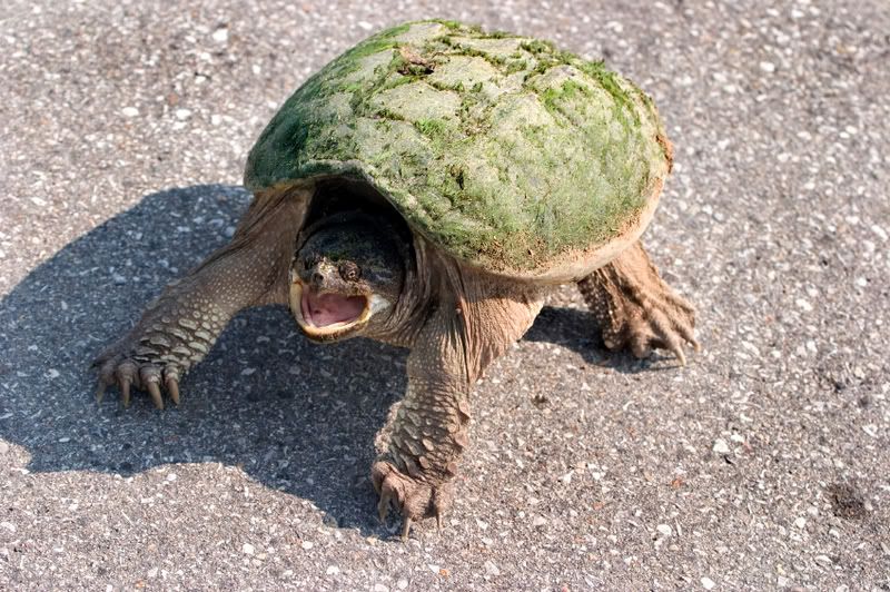 snapper.jpg