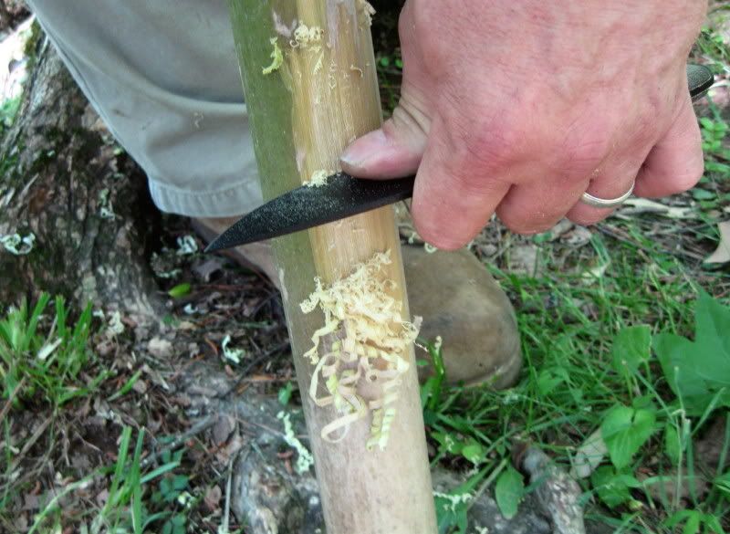 Bamboo.jpg