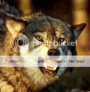 snarlwolf.jpg