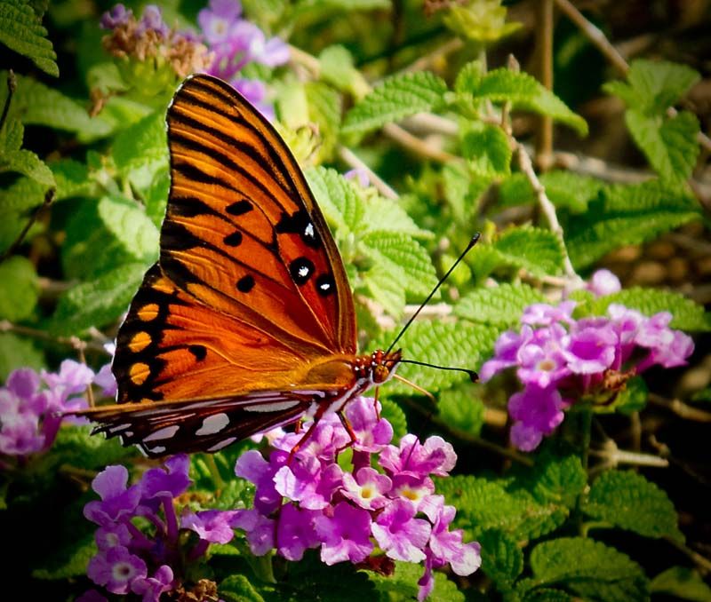 butterfly1.jpg