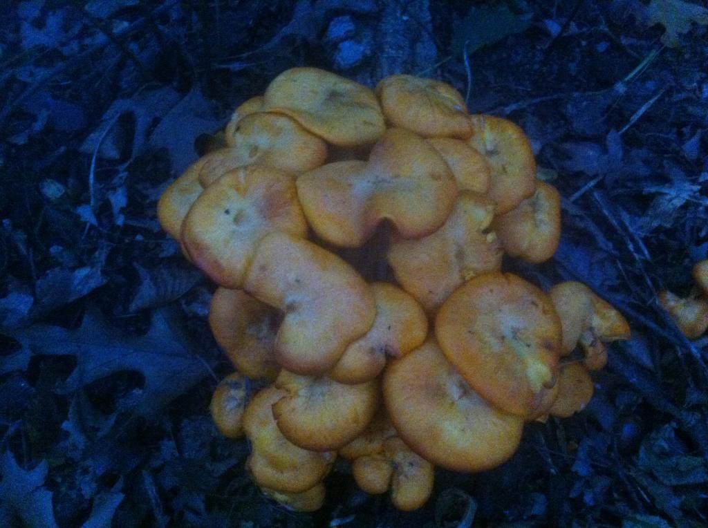 shroomb_zps4fc55e06.jpg