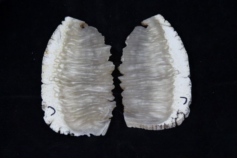 muskoxForsale020800x533.jpg