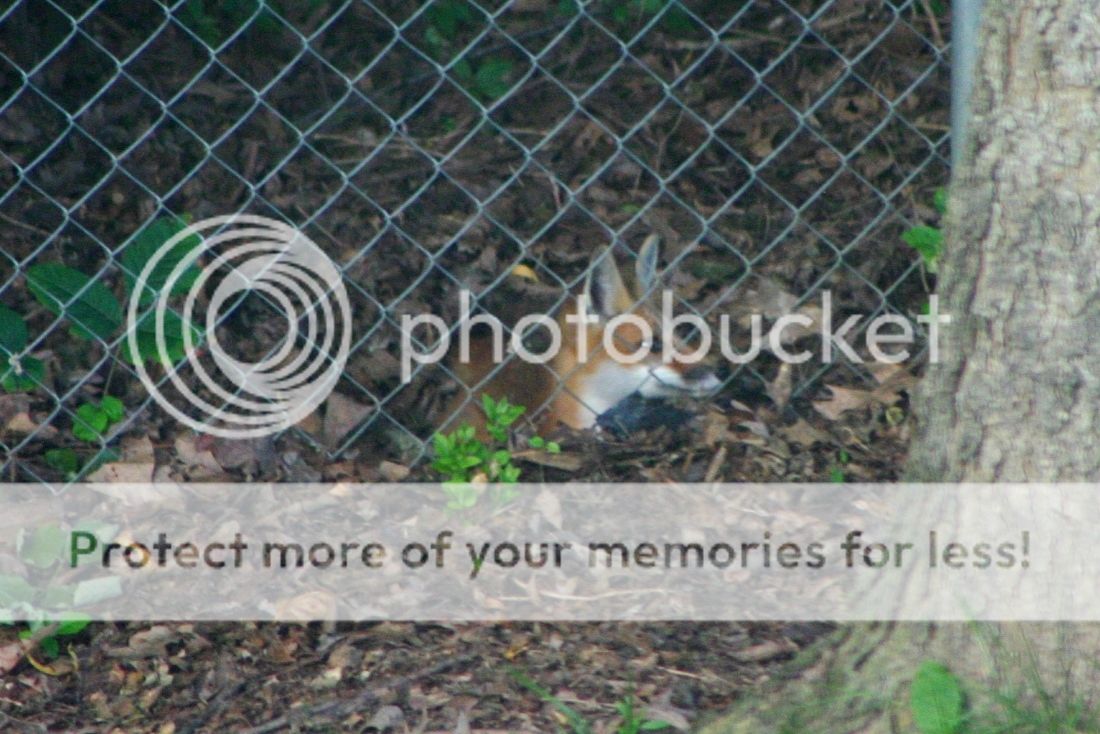 FOXfence2_zps7bee6ed1.jpg~original