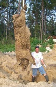 hogzilla_small.jpg
