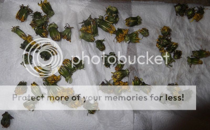 WashedDandelions_zps57fa8152.jpg