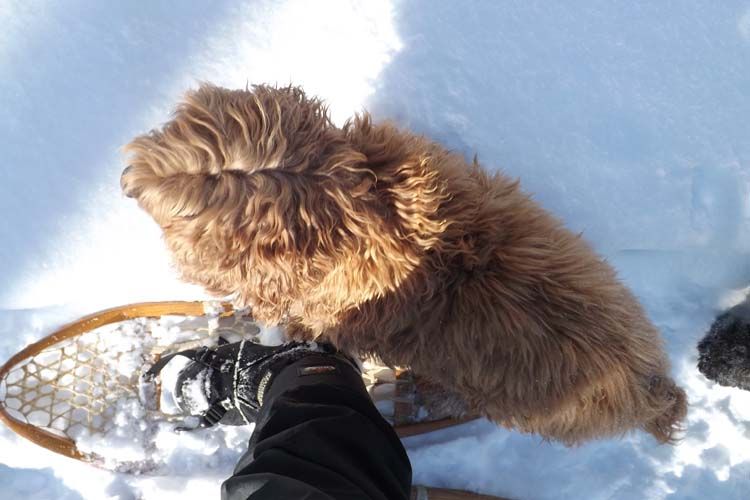 DSCF5932SHOETALONSNOWSHOE750MED_zps5e654a2d.jpg