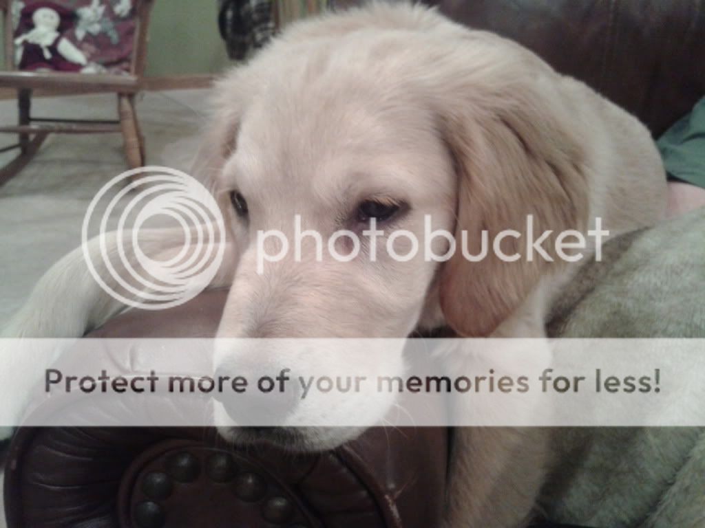 2014-02-11203434_zps123c2f0a.jpg