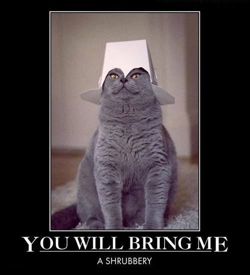699109583-holy-grail-cat-shrubbery.jpg