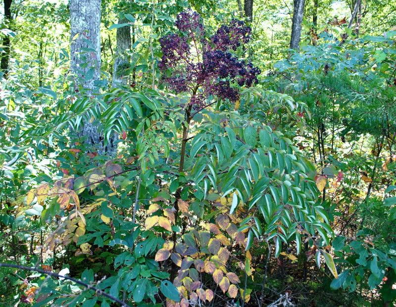 DSC_3220.jpg