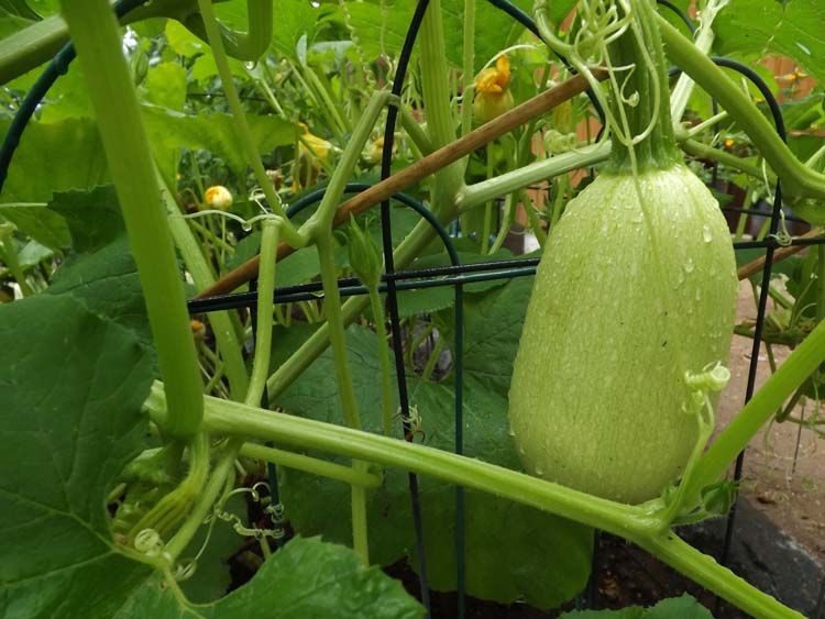DSCF2317SQUASHPOSTRAIN750MED_zps23d24e2d.jpg