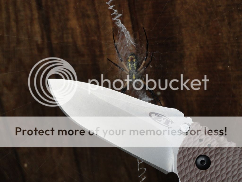 bellaandknives011.jpg