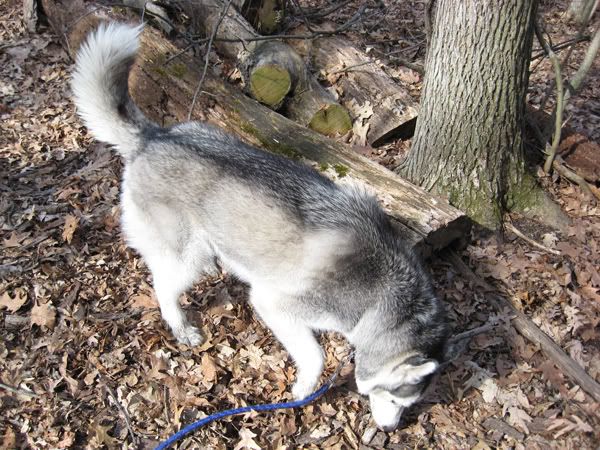 IMG_0017_small.jpg