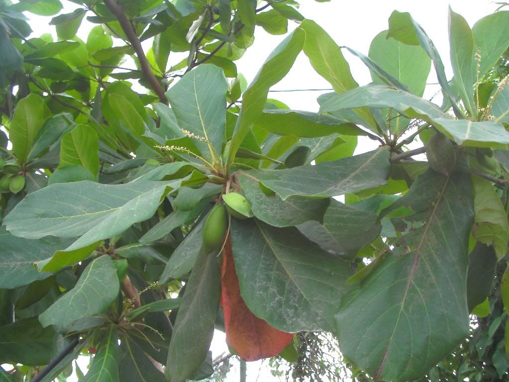 SANY0023.jpg