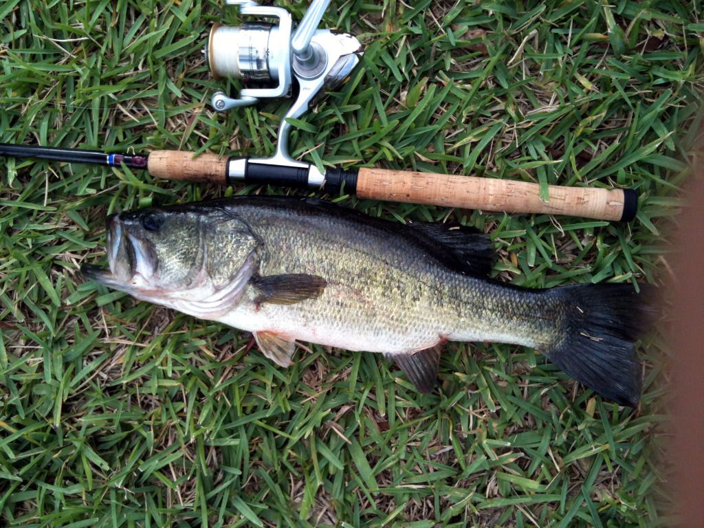 bass4.jpg