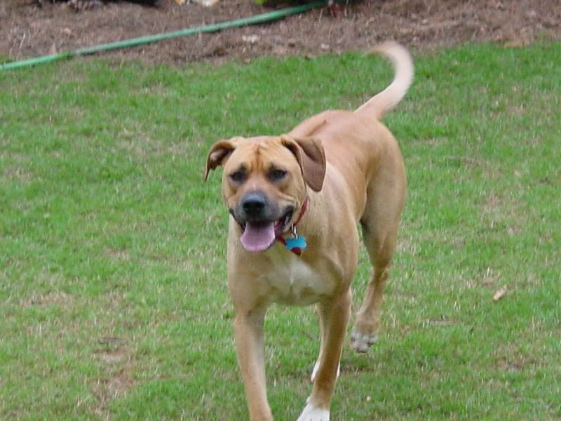 pups001.jpg