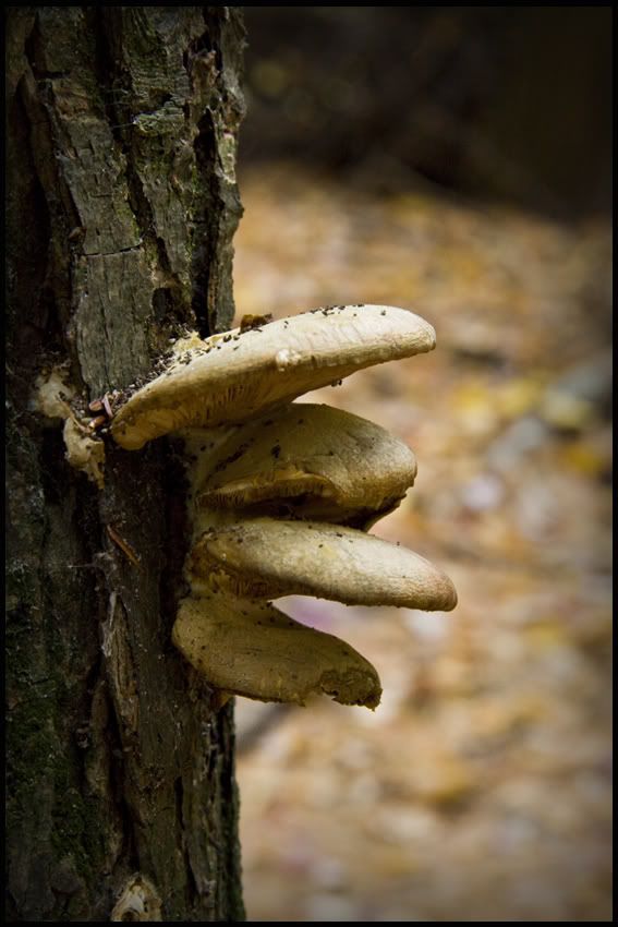 Shrooms7.jpg