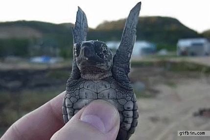 1317386165_cute_baby_turtle.gif