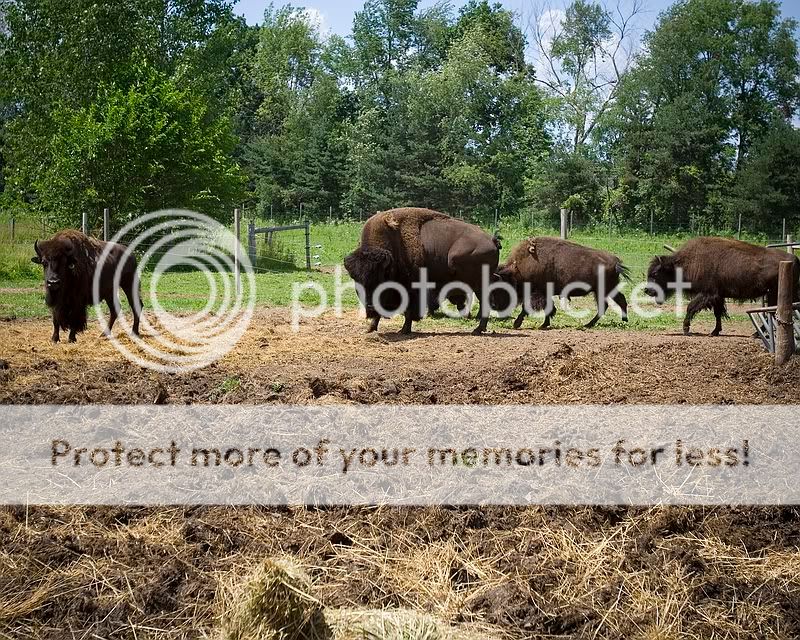 IMG_4161.jpg