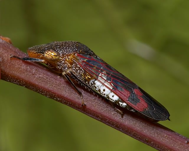 LeafHopper.jpg