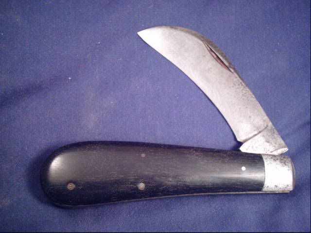 waldenhawkbill.jpg