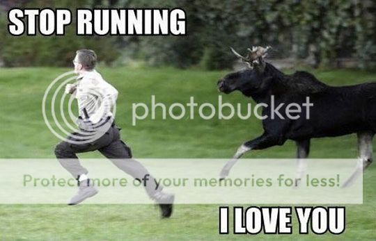 funny-moose-chasing-cop_zpsb994c2ec.jpg