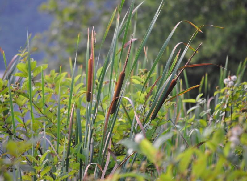 DSC_4396.jpg