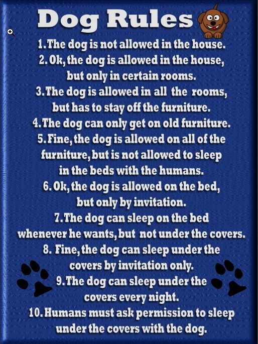 Dog-Rules2.jpg