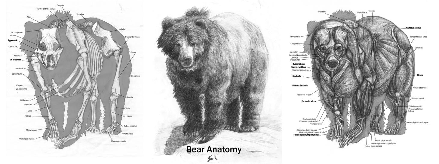 Animal_Anatomy__Grizzly_Bear_by_89ravenclaw.jpg