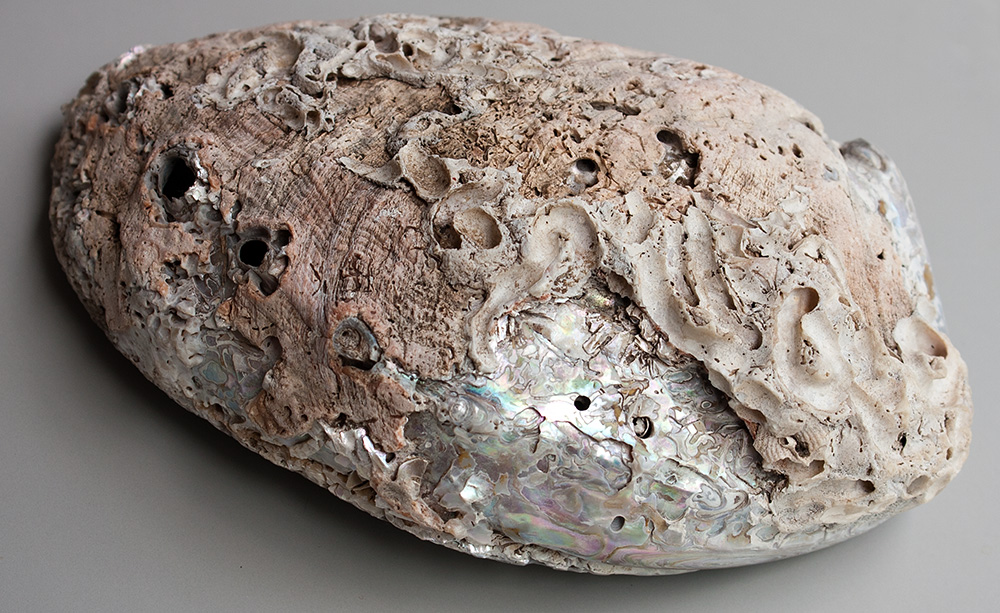 abalone1.jpg