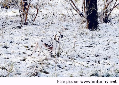 Camouflage-dog.jpg