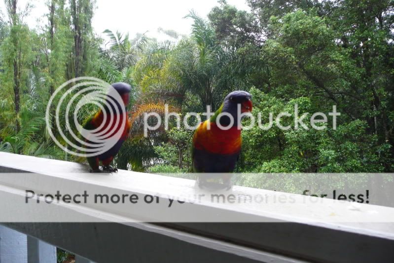 PairofParrots1.jpg