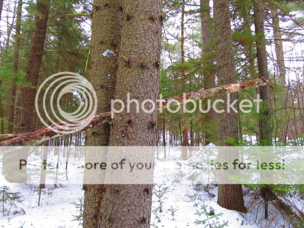 IMG_2263_zps0342dbba.jpg
