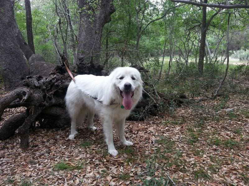 Hondo_zpse9cb7580.jpg