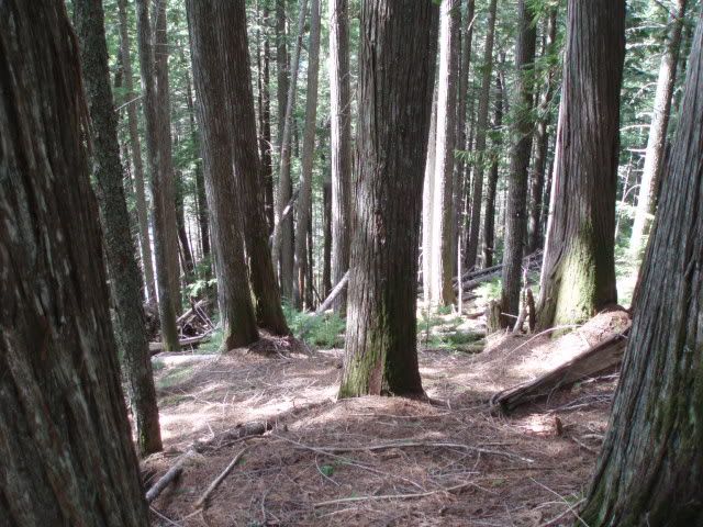 fatwood031.jpg