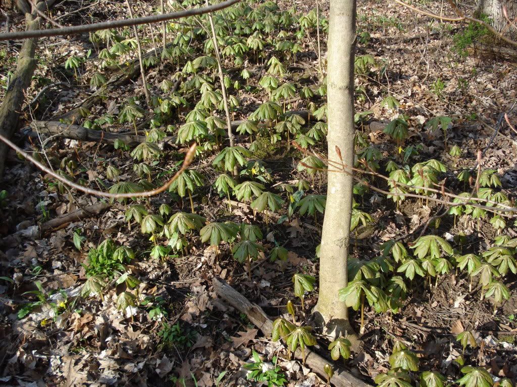 Mayapple-1.jpg