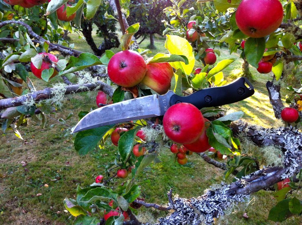 apples_zps208163b2.jpg