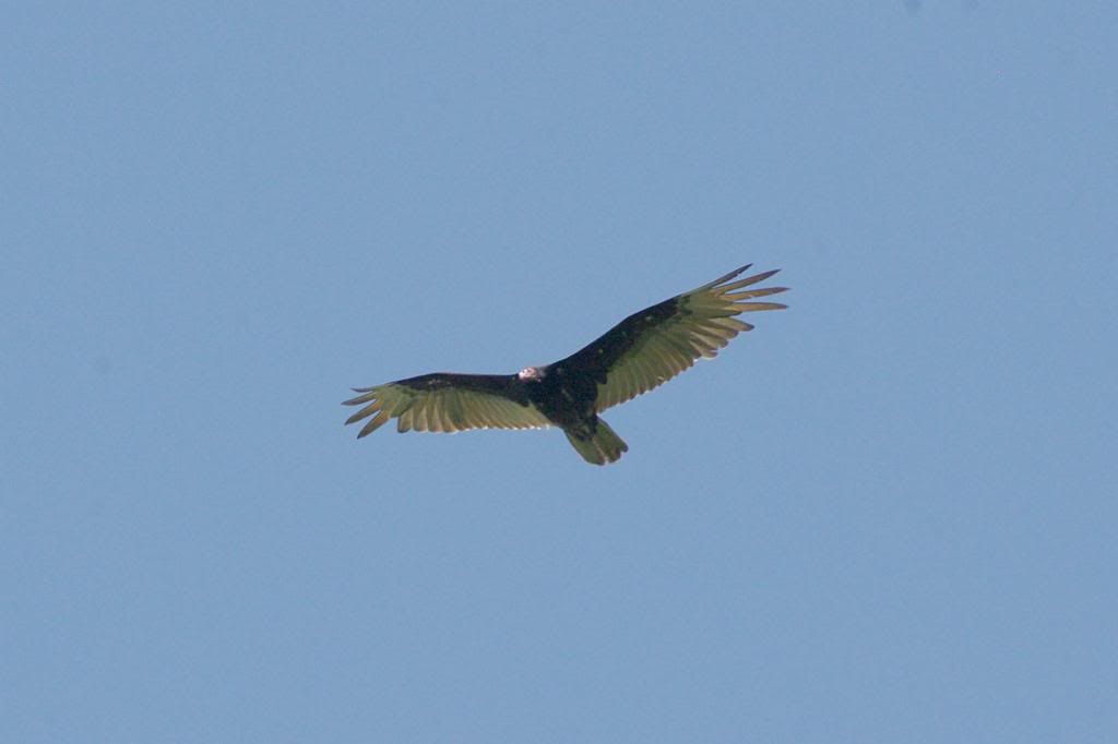Turkeyvulture_zps6134aa4c.jpg