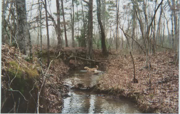 Labinthecreek.jpg