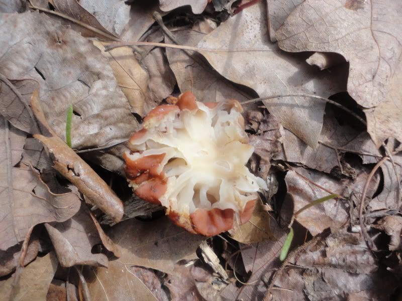 Plantsandshrooms015.jpg