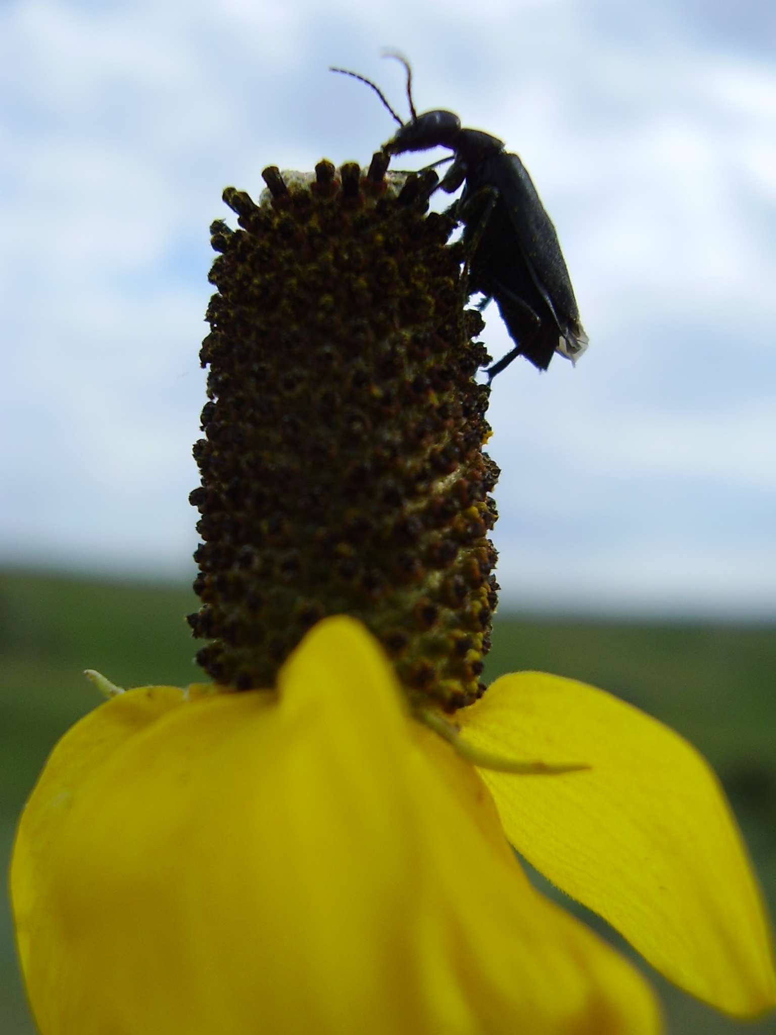 priarieyellowflowerbeet.jpg