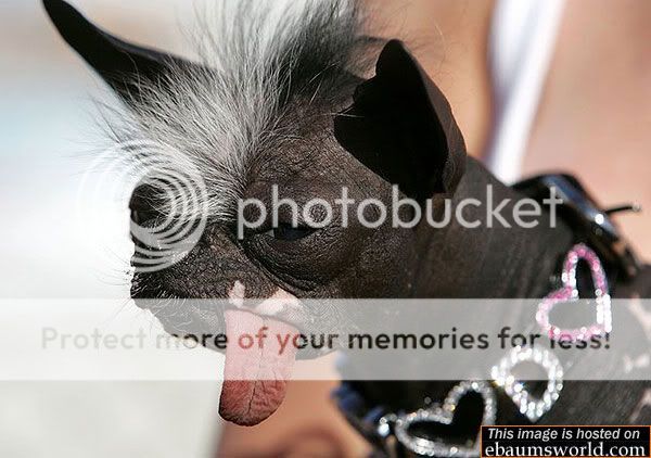 uglydog.jpg