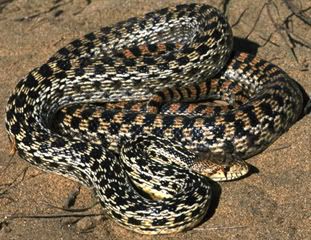 PituophiscateniferGophersnake.jpg