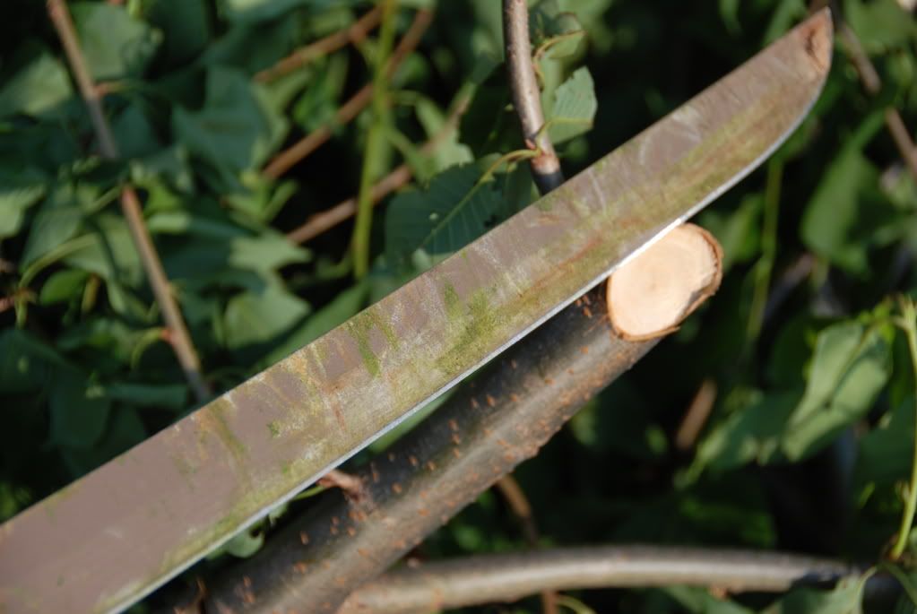 Busse007-1.jpg