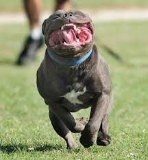 pitbull_zps60259ac2.jpg
